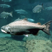 California River System Tops List of America’s Most Endangered Rivers