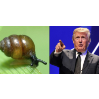 Tiny Snail Upends Trump’s Planned Wall to Protect His Irish Golf Course from Rising Seas