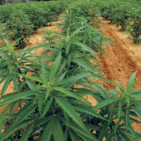 Federal Government Finally Funds Research that Explores Positive Uses of Marijuana