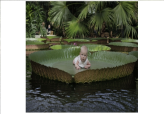 Giant Water Lily                                                                                    