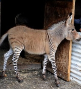 Ippo the Zonkey