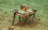 Octopus Occupies Paint Can Lid                                                                      
